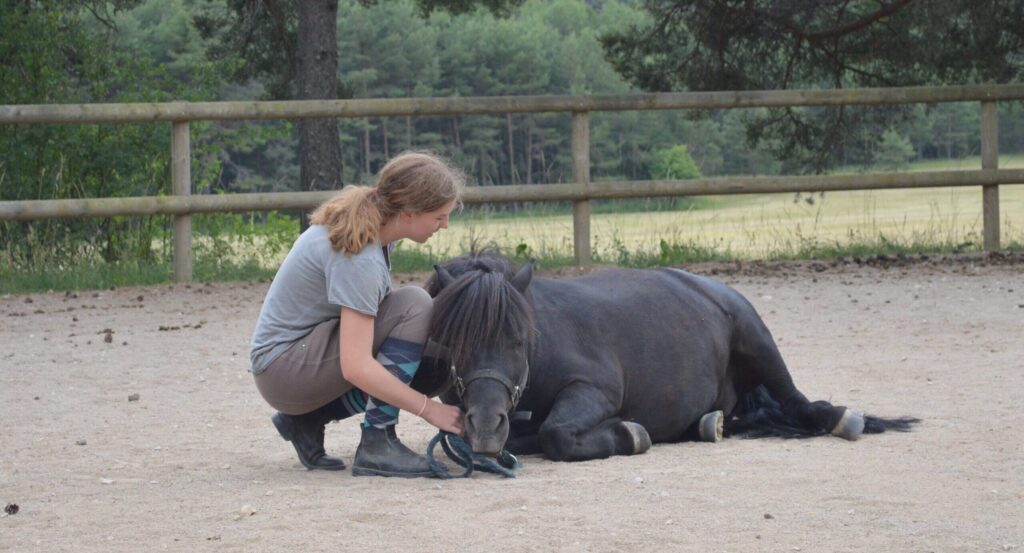 Cheval Couché Carroussel