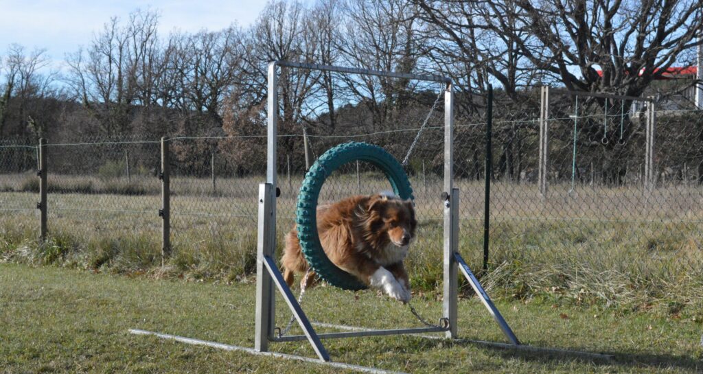 Chien Jeux Carrousel