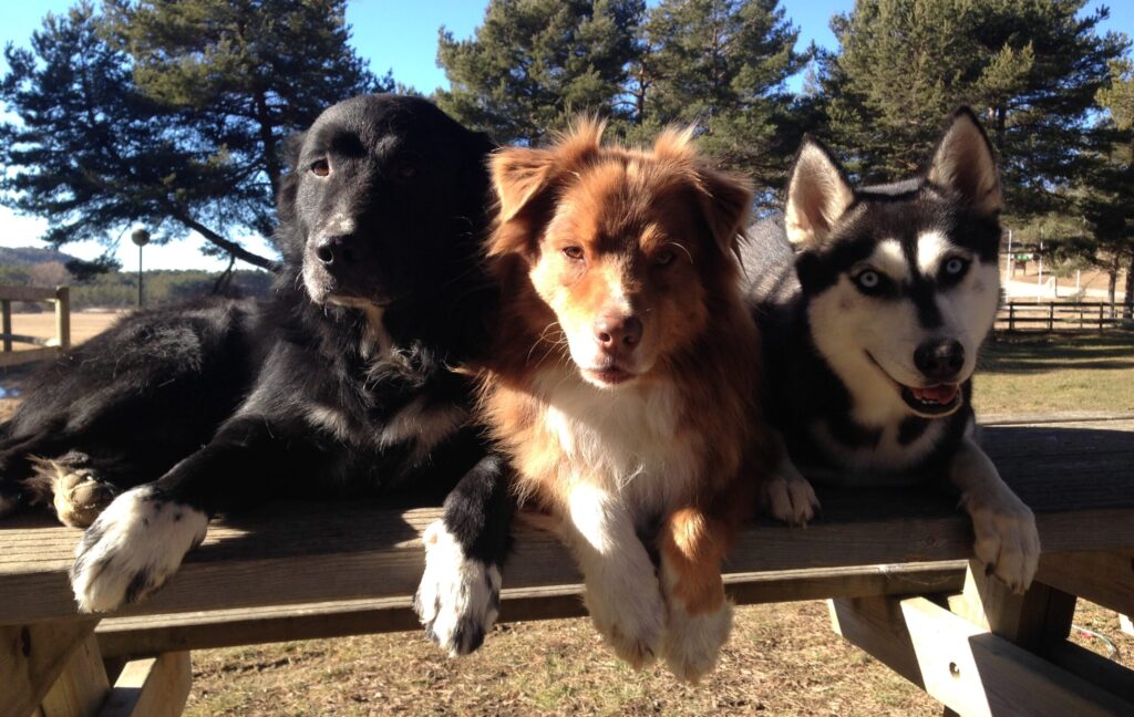 Portrait trois chiens sur une table